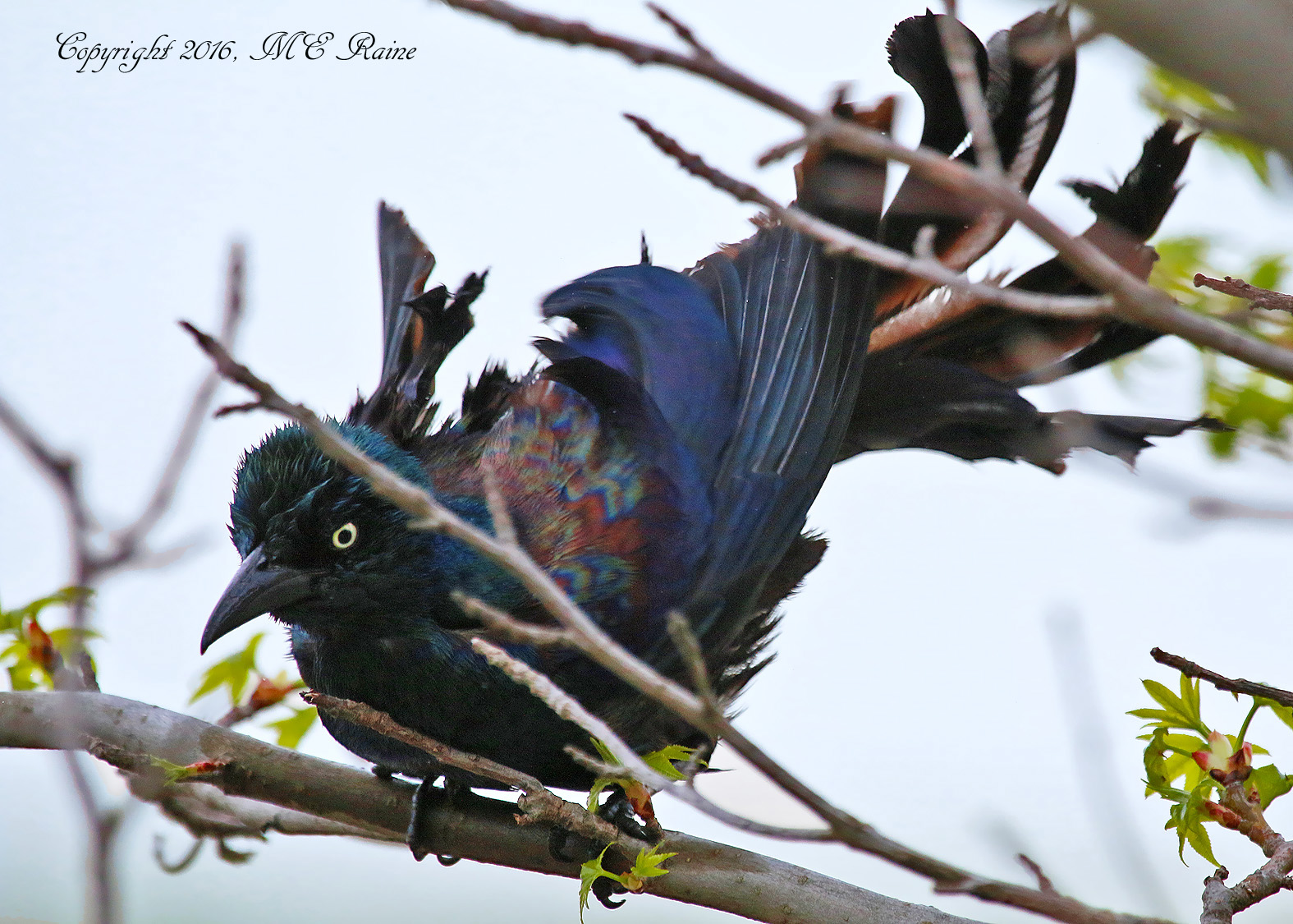 Grackle Common 009b1f MCM Mdwlnds NJ Drying Off from Bath 042516 OK FLICKR