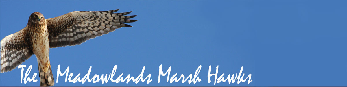 marsh-hawks-no-bcas
