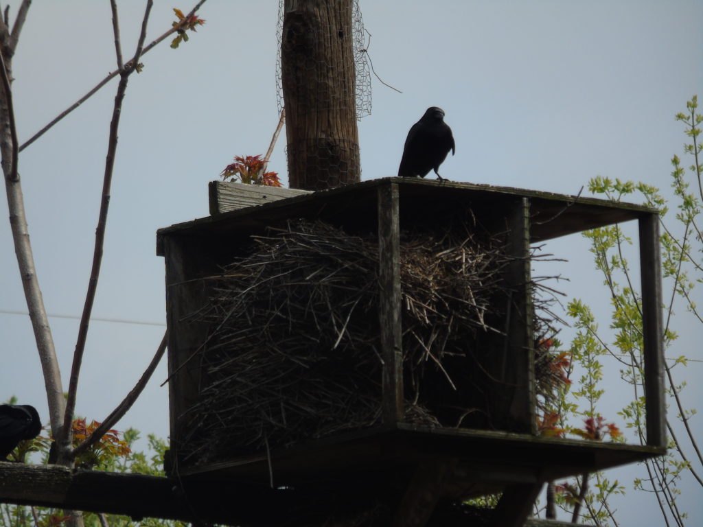 mother monk nest fish crow