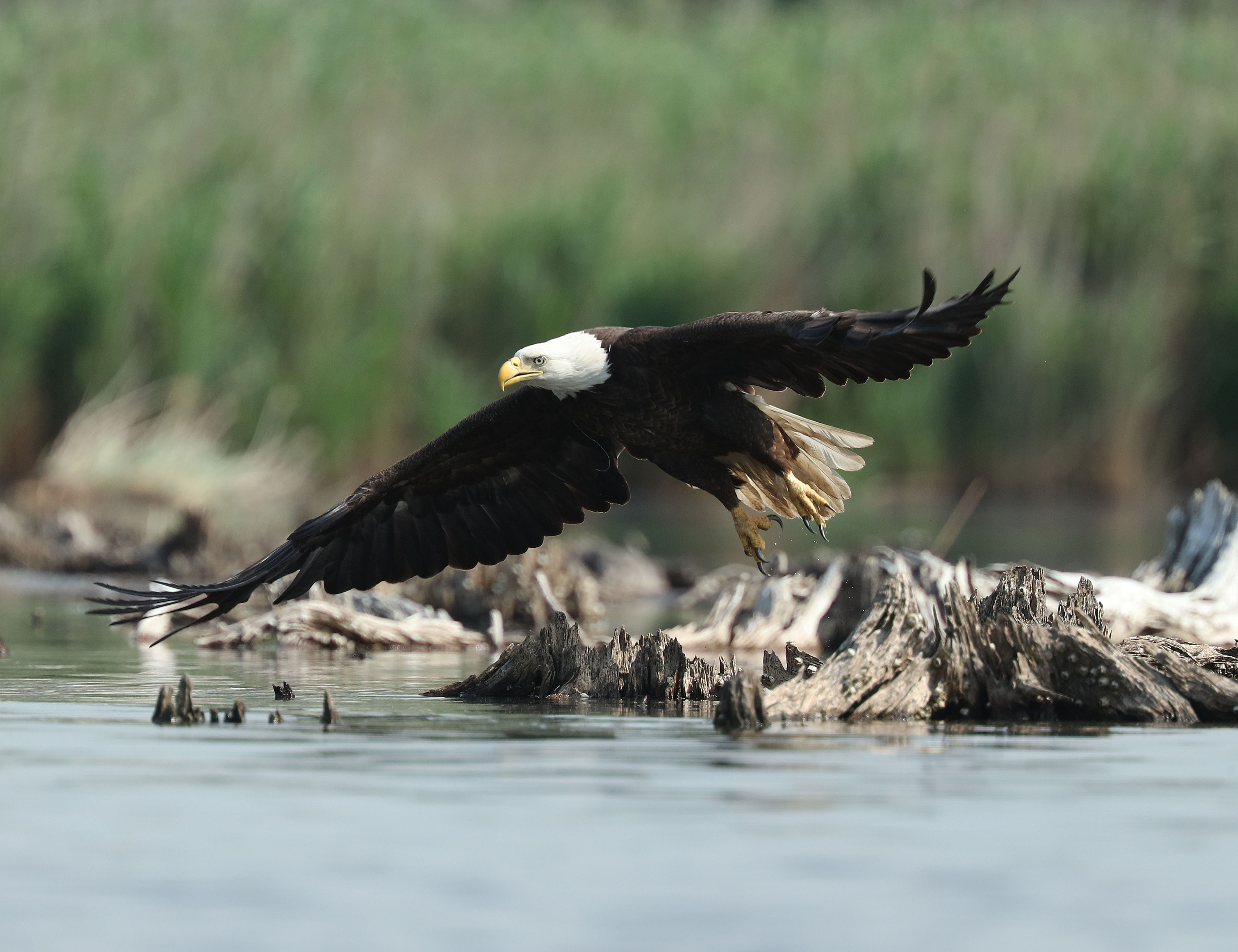 Bald Eagle Flying Kearny Marsh Ron Shields 6.16