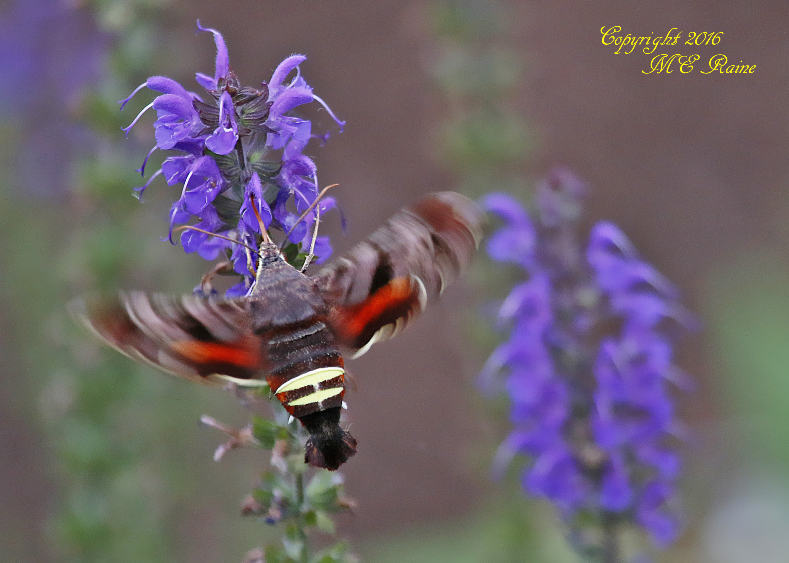 Hummingbird Moth - DeKorte Park