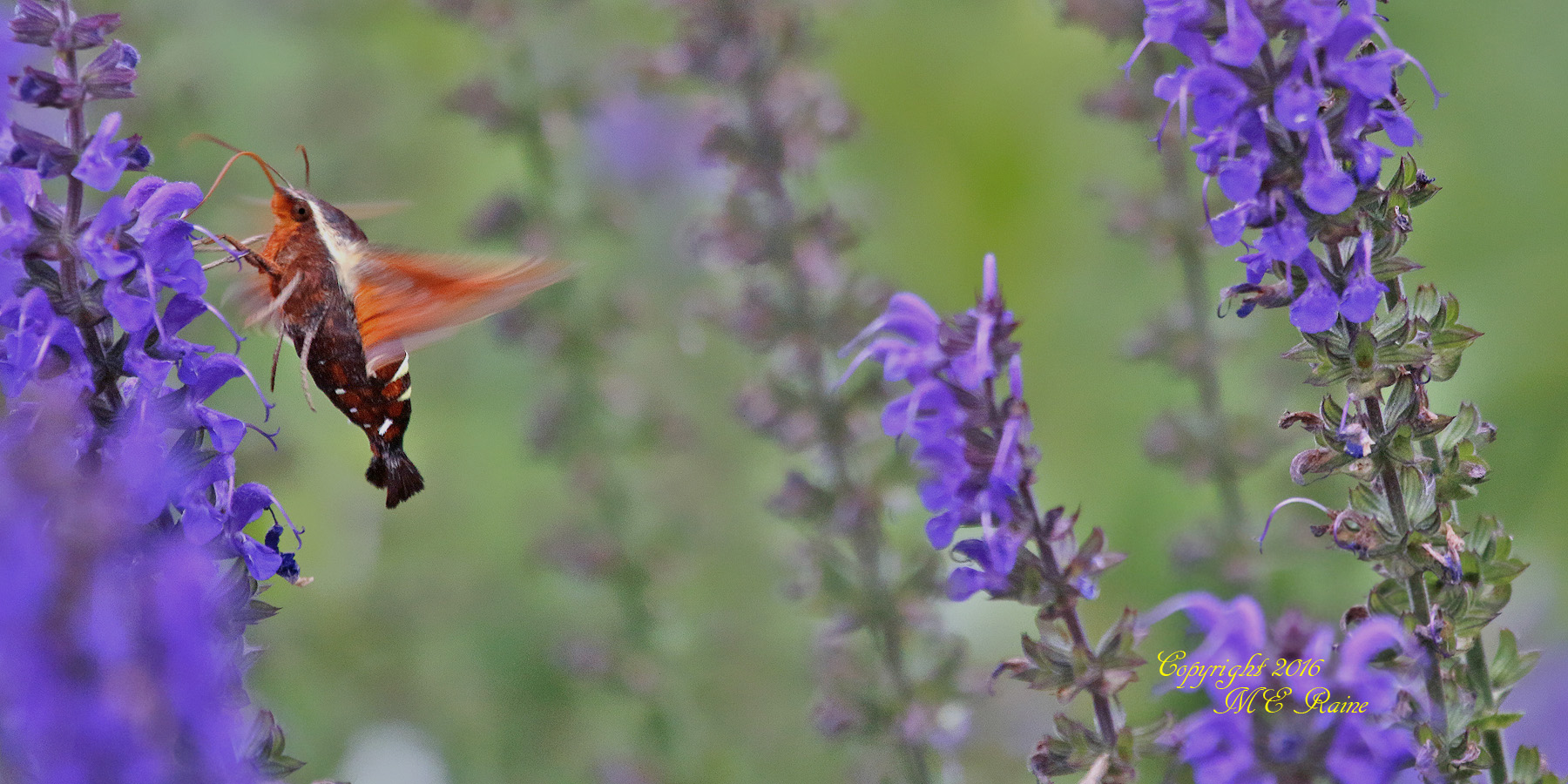 Hummingbird Moth3 DeKorte 5.30.16