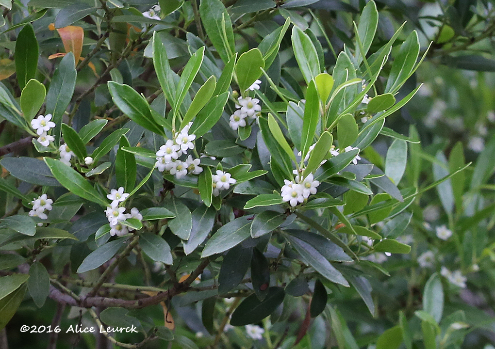 Inkberry Holly