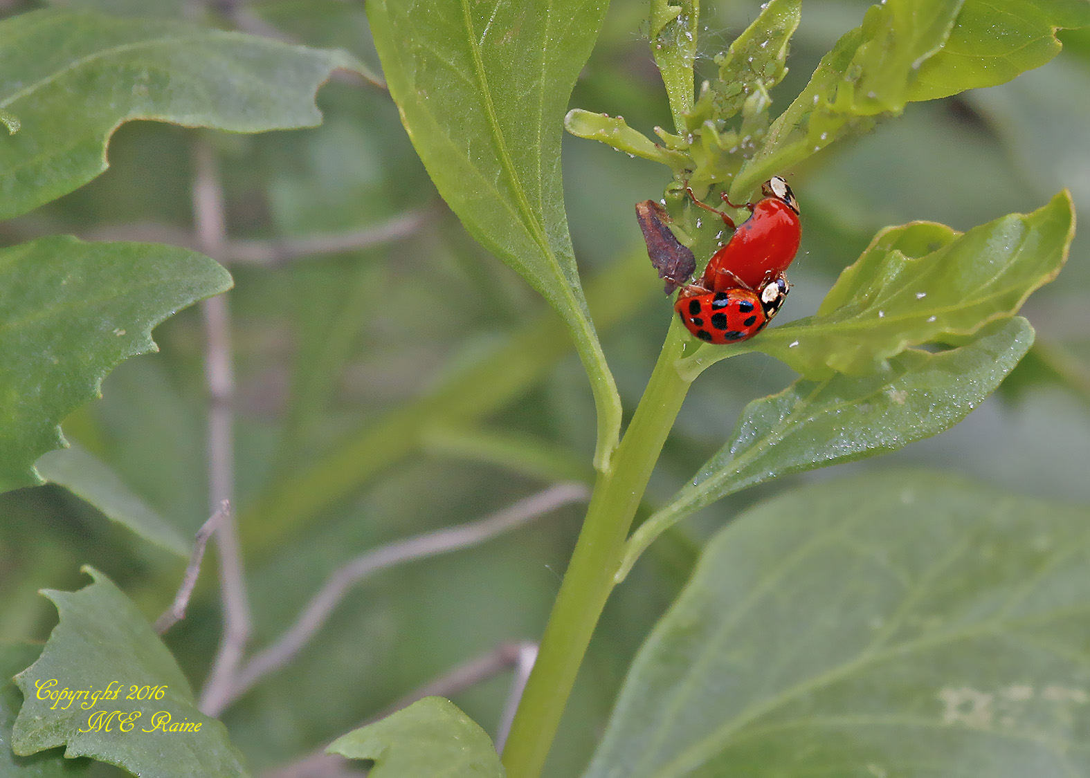 Ladybug3 MCM 5.30.16