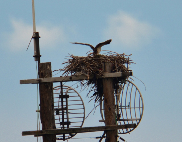 Osprey Nest2