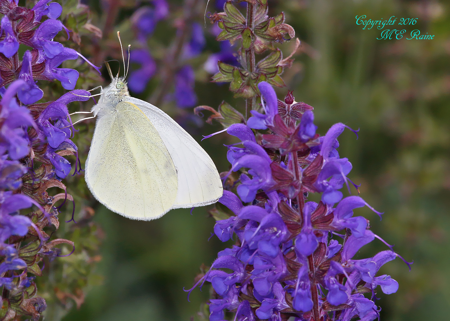 White Cabbage Butterfly4 DeKorte  5.31.16