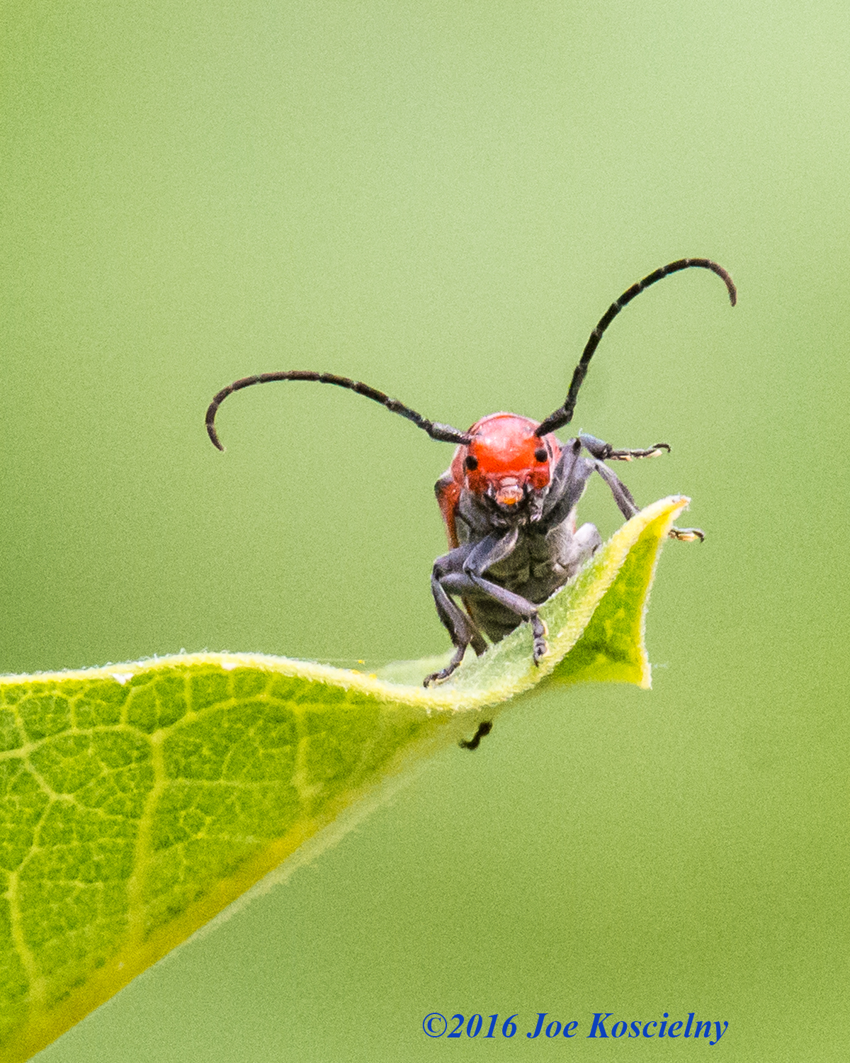 DeKorte 7-3-16- Red Milkweed Beetle-8