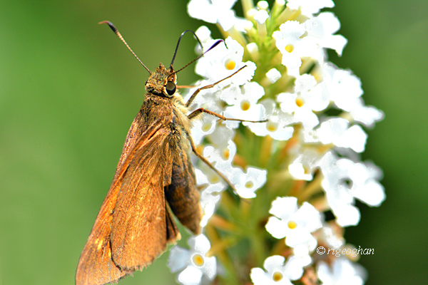 A view of a broad-winged skipper butterfly with wings closed on a white butterfly bush flower.