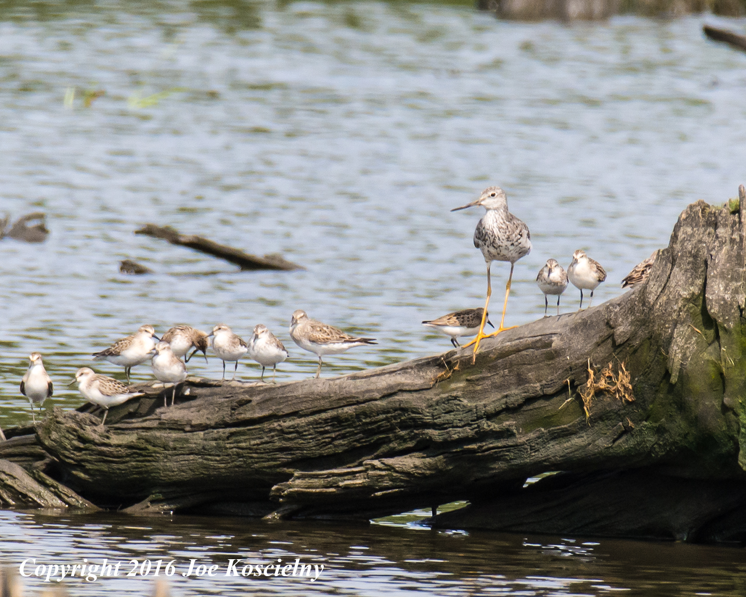 Greater Yellowlegs and Sandpipers