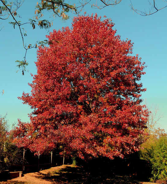 red oak