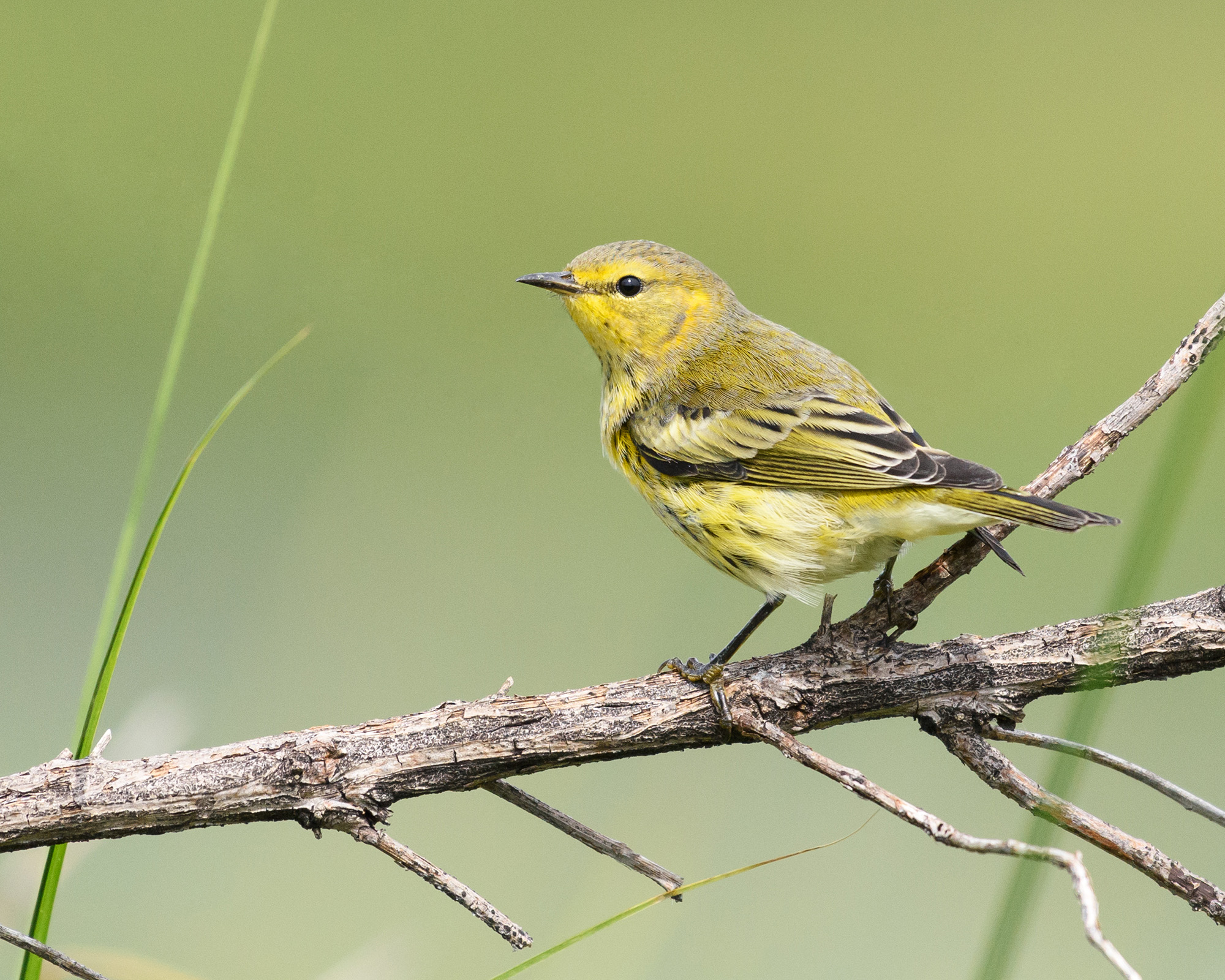 capemaywarbler-mcm-shayna-marchese