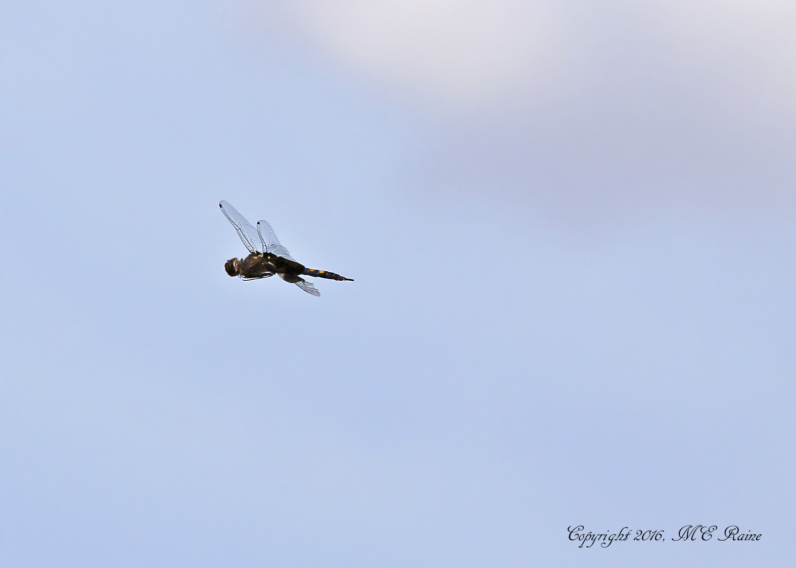 dragonfly-saddlebag-black-001af-mcm-mdwlnds-nj-090316-ok-flickr