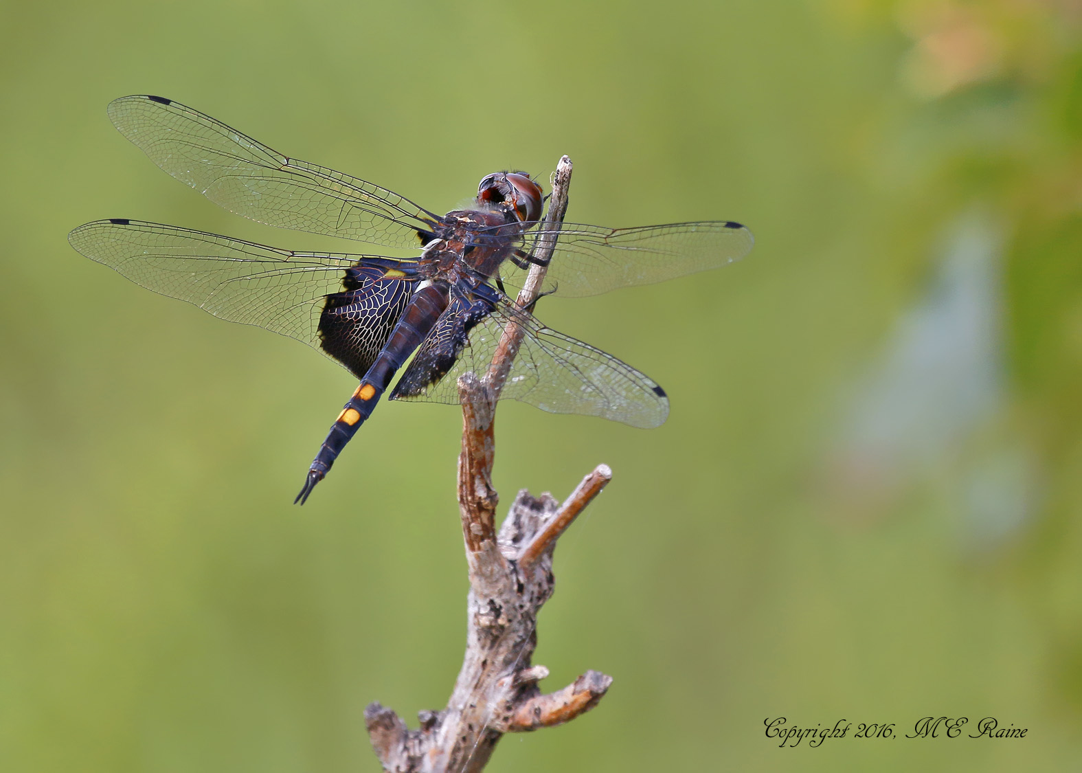 dragonfly-saddlebag-black-001bf-mcm-mdwlnds-nj-090316-ok-flickr