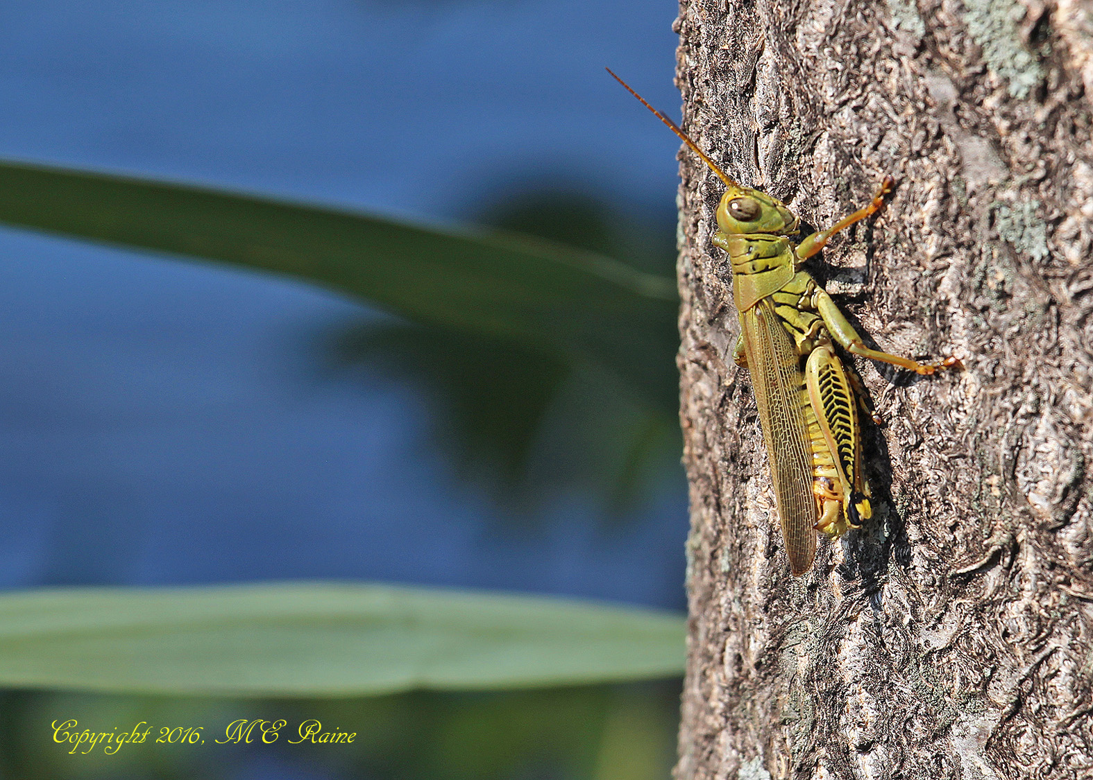 grasshopper-dekorte-mickey-9-4-16