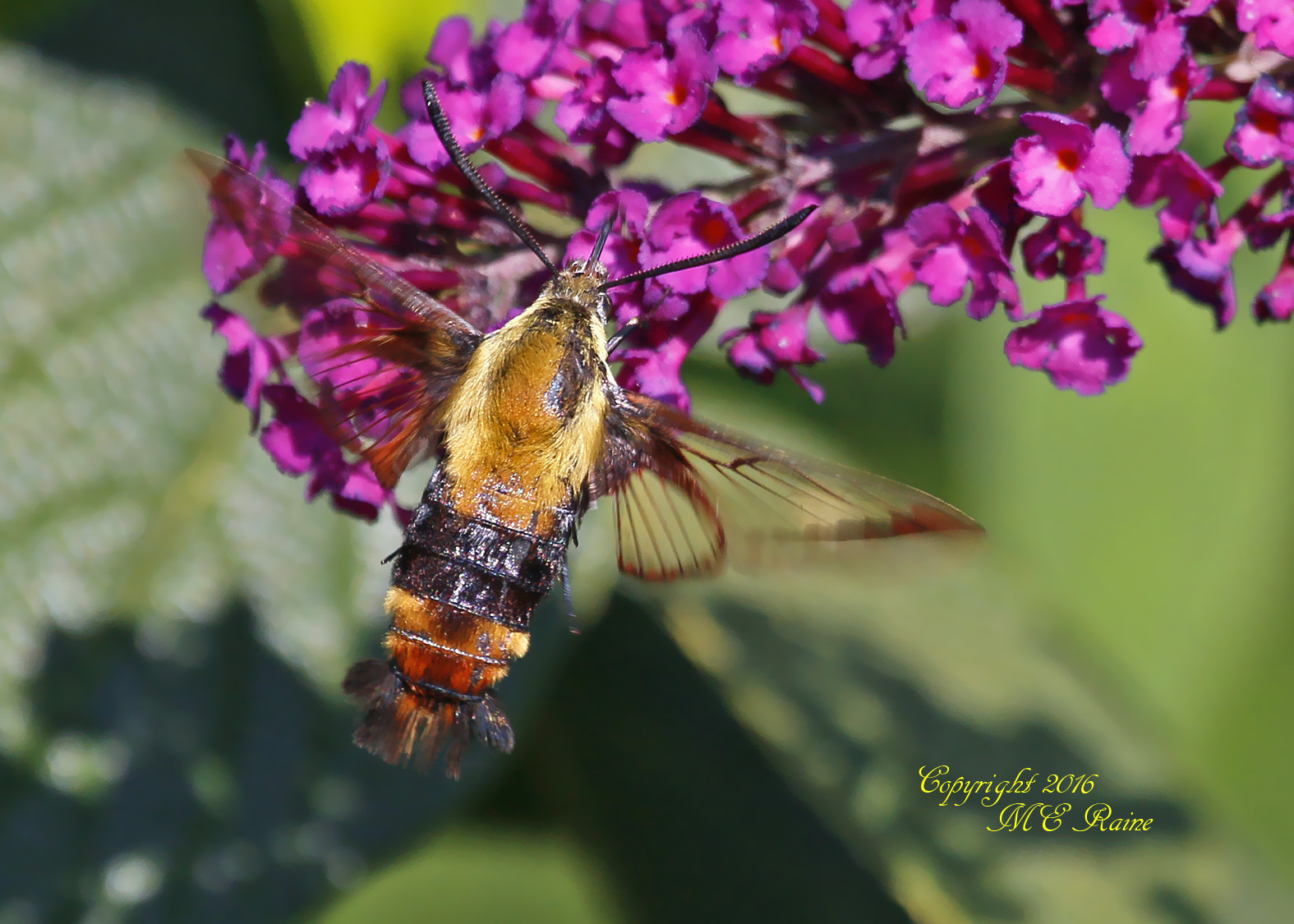 hummingbird-moth-dekorte-mickey-9-4-16