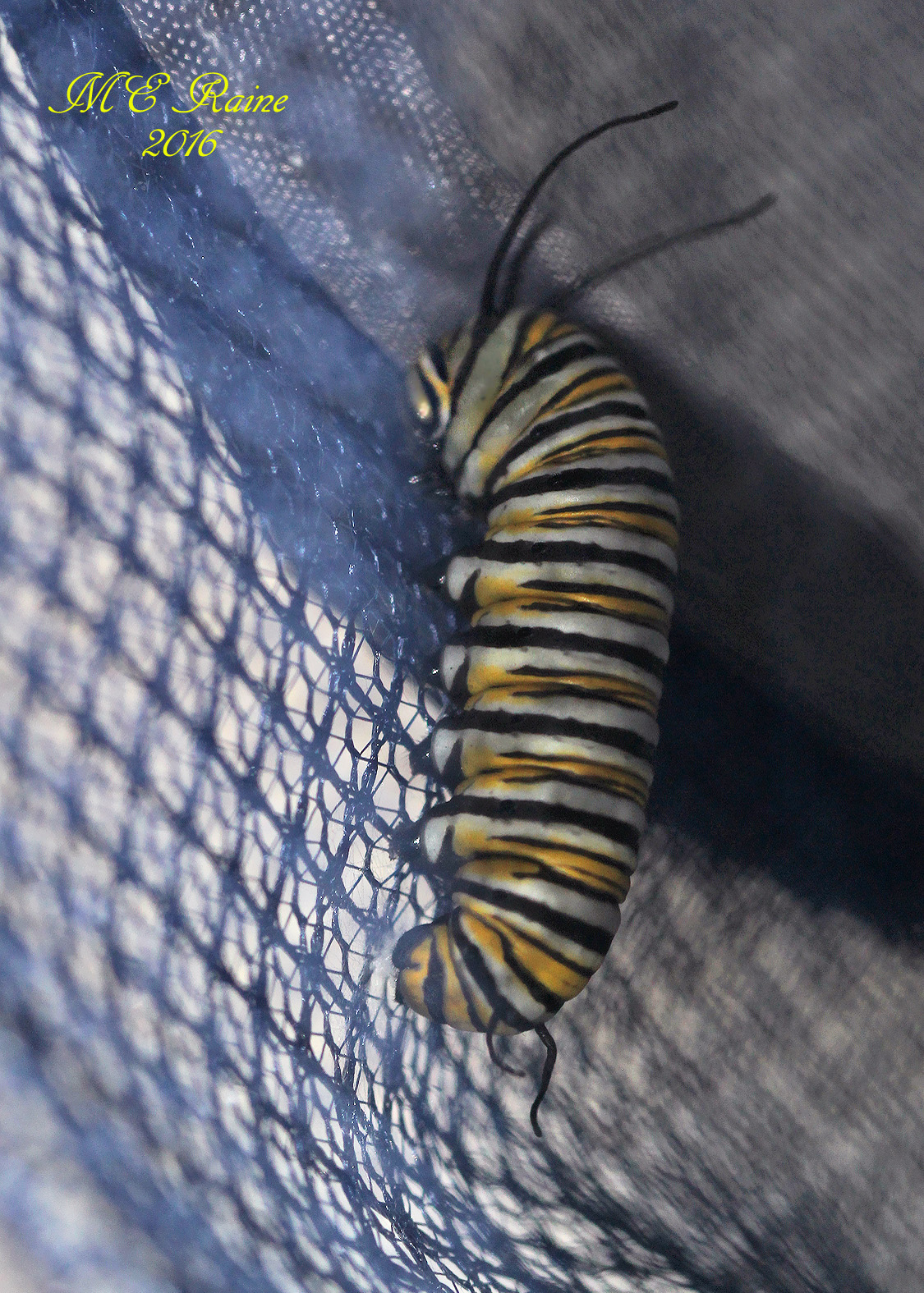 monarch-butterfly-no-1-pre-chrysalis-stage-safe-house-1-090516-7pm-ok-wm