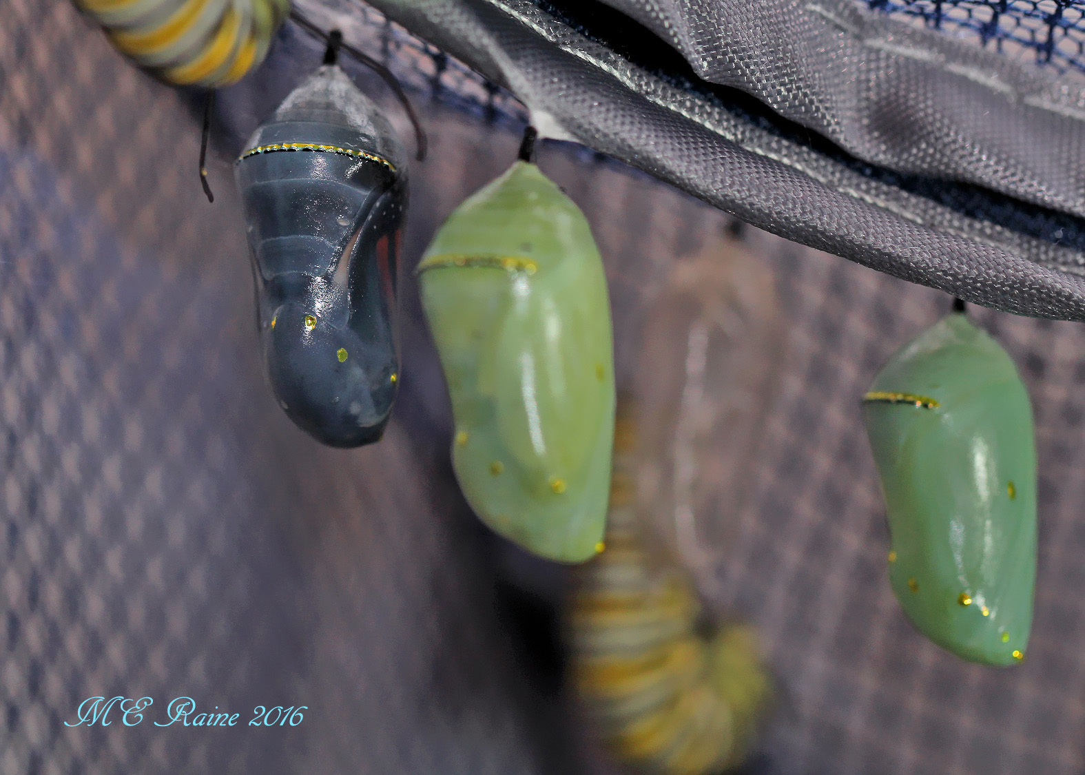 monarch-butterfly-no-2-chrysalis-final-stage-after-8-days-in-safe-house-1-091616-11pm-ok-wm