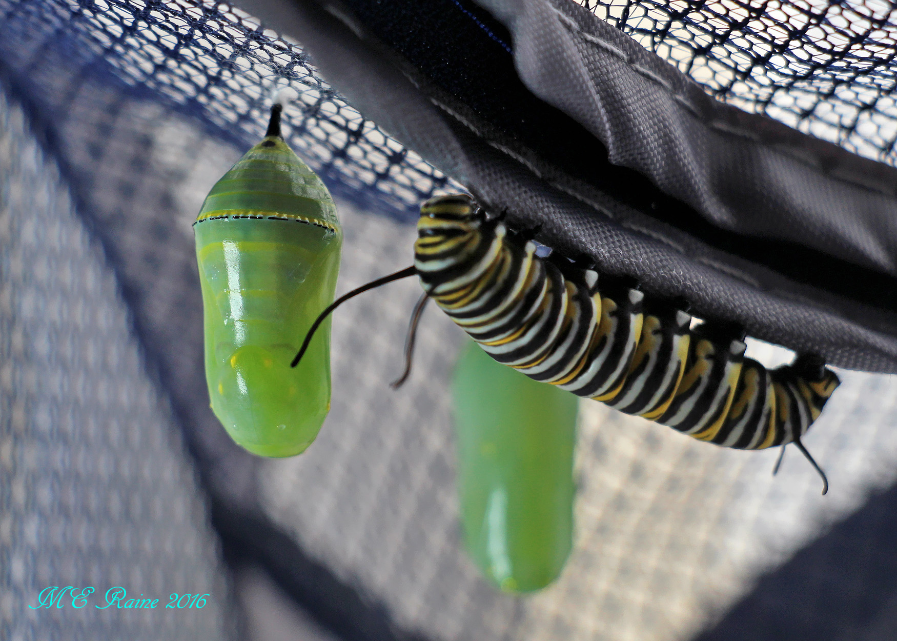 monarch-butterfly-with-2-chrysalis-no-2-chrysalis-day-1-safe-house-1-090816-1pm-ok-wm