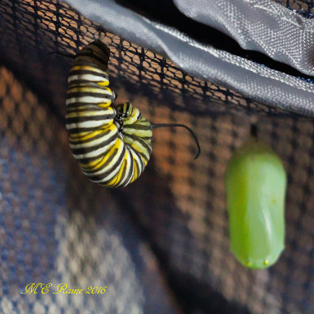 Amazing Journey Part 3: The Chrysalis Stage | The Meadowlands Nature Blog