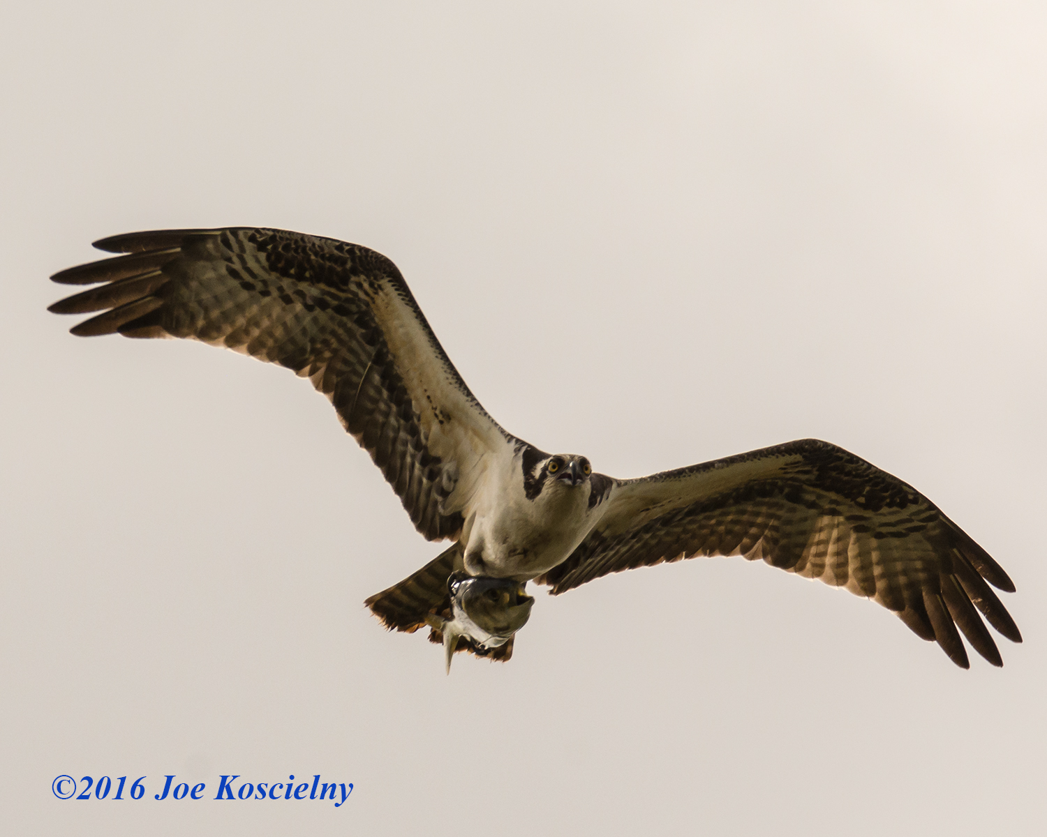 Ospreys with Fish