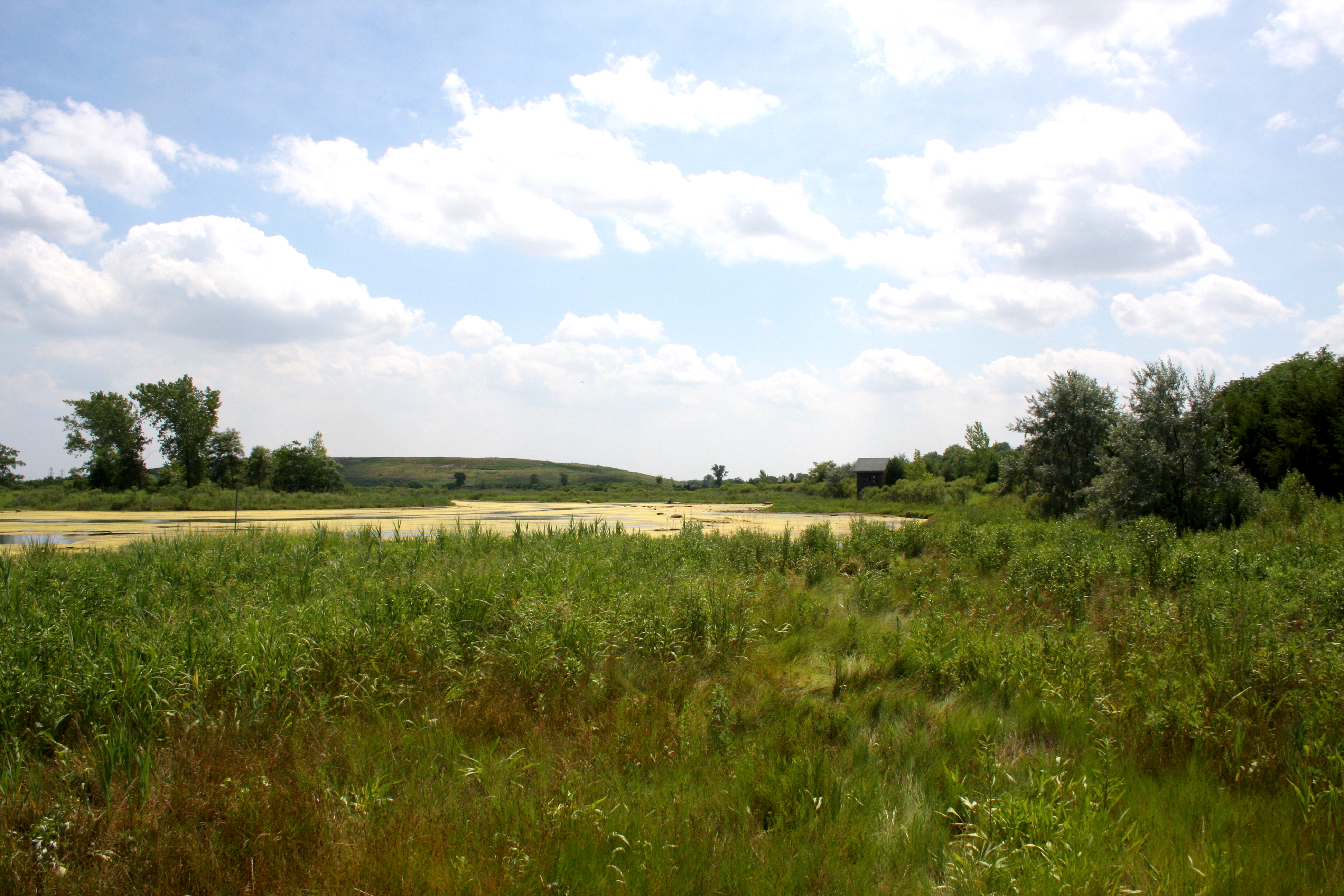Harrier Meadow