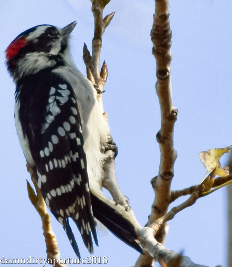 downy-woodpecker-dekorte-10-15-16-ceragno