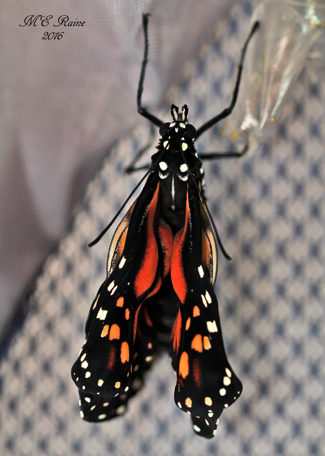 final-post-monarch-butterfly-emergence-of-no-6-w-fluids-pumping-into-wings-091816-7am-ok-wm