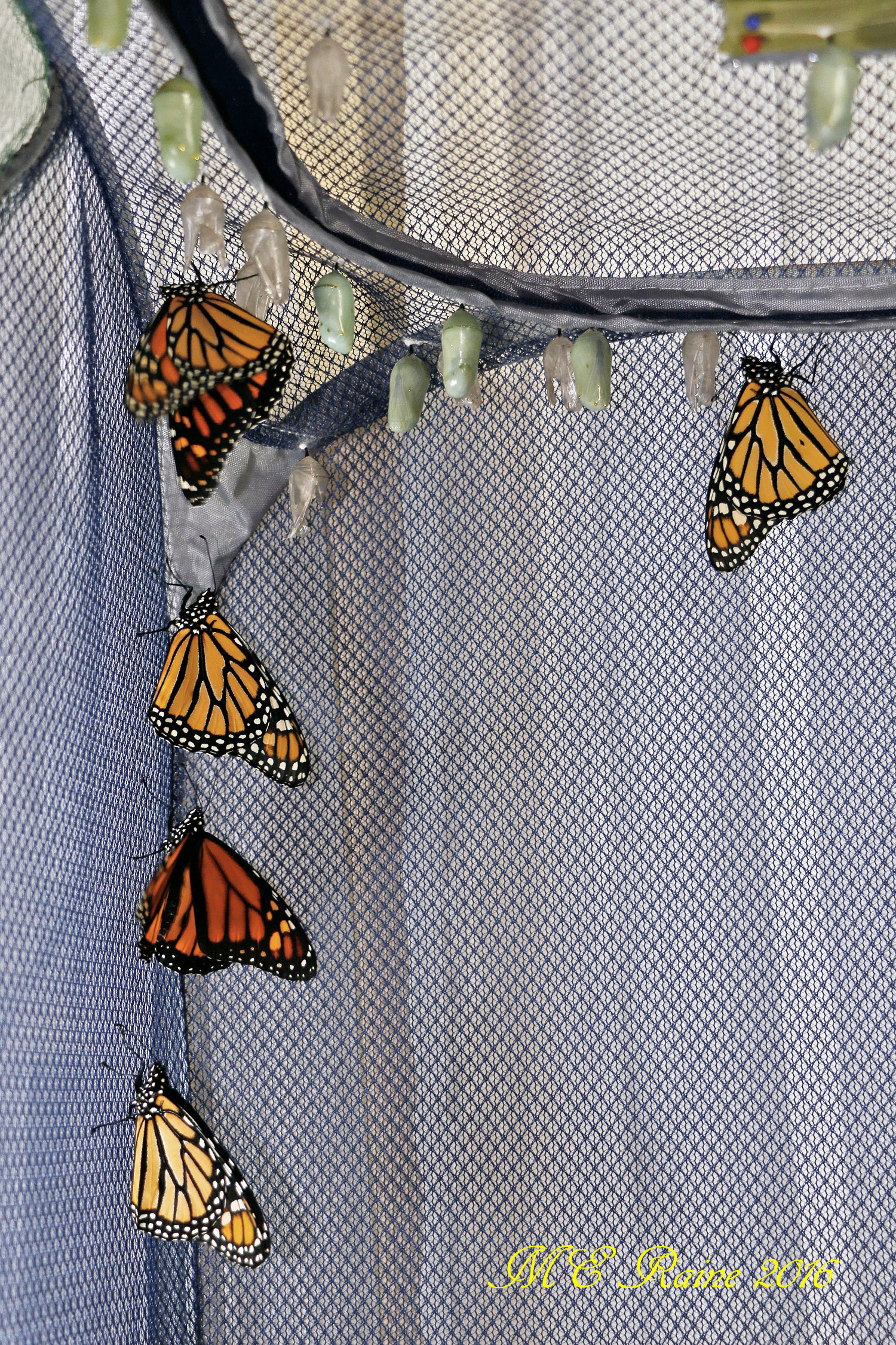 monarch-butterfly-of-maturity-in-safe-house-1-nos-9-12-n-13th-091916-10am-ok-wm