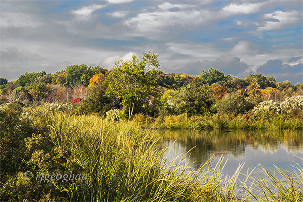 A view from a path in the Mill Creek Marsh area of the New Jersey Meadowlands of autumn toned marsh grasses and shrubs and the trees of Schmidt's Woods in the background.