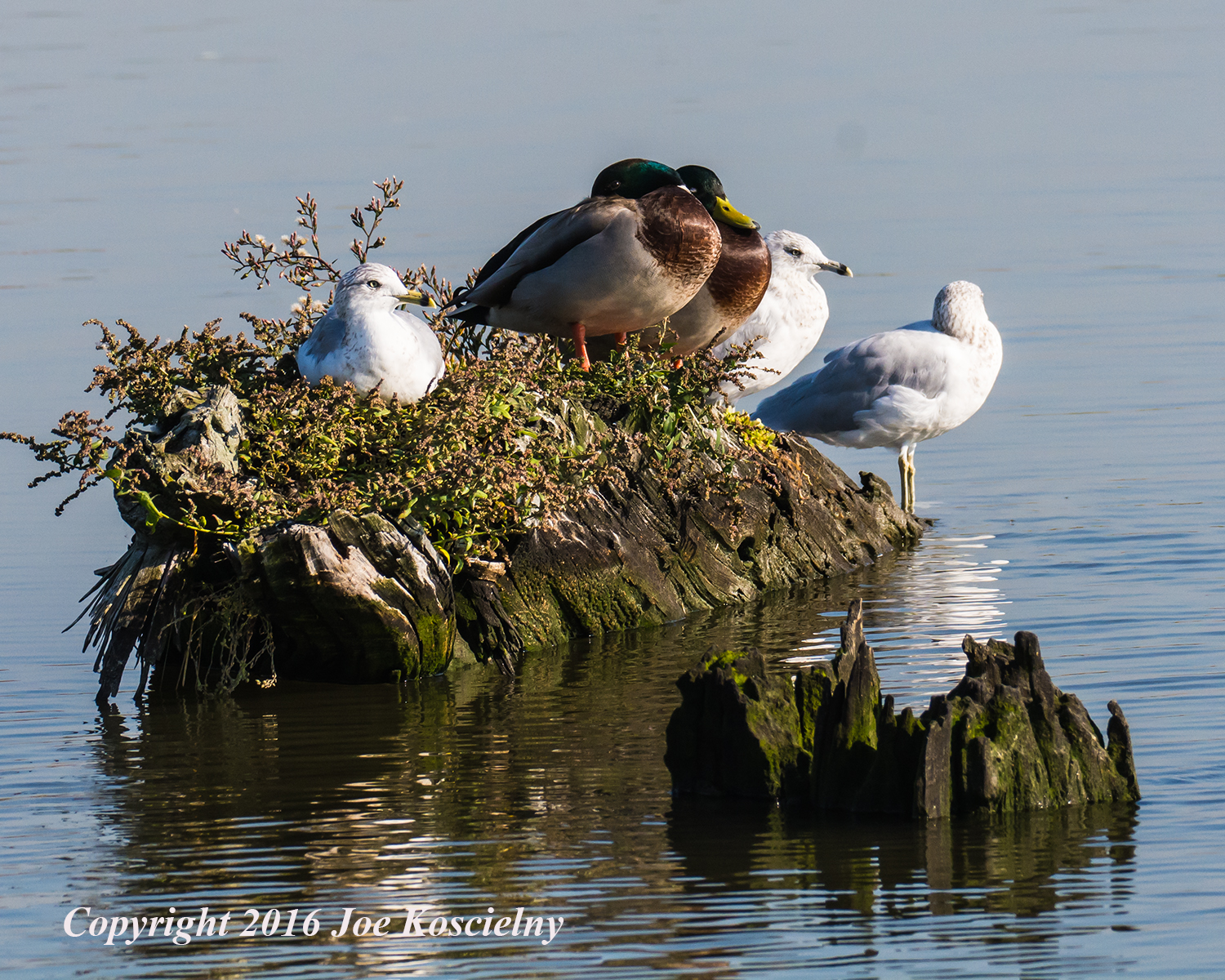 ring-billed-gulls-and-mallards-mcm-10-18-16
