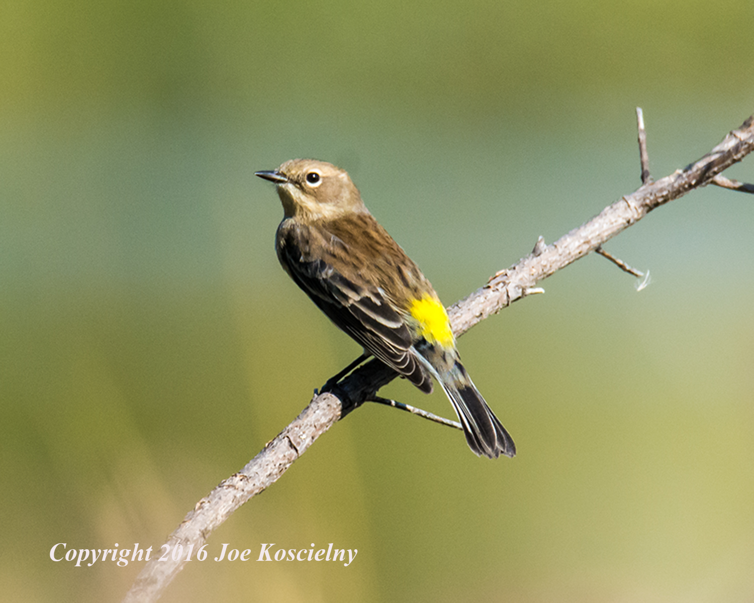 yellow-rumped-warbler-10-18-16