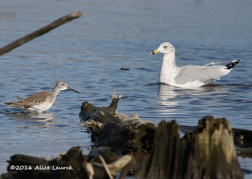 greater-yellowlegs-with-ring-billed-gull-alice-mcm-11-6-16