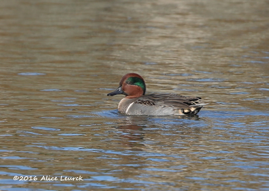 green-winged-teal-mcm-11-6-16-alice
