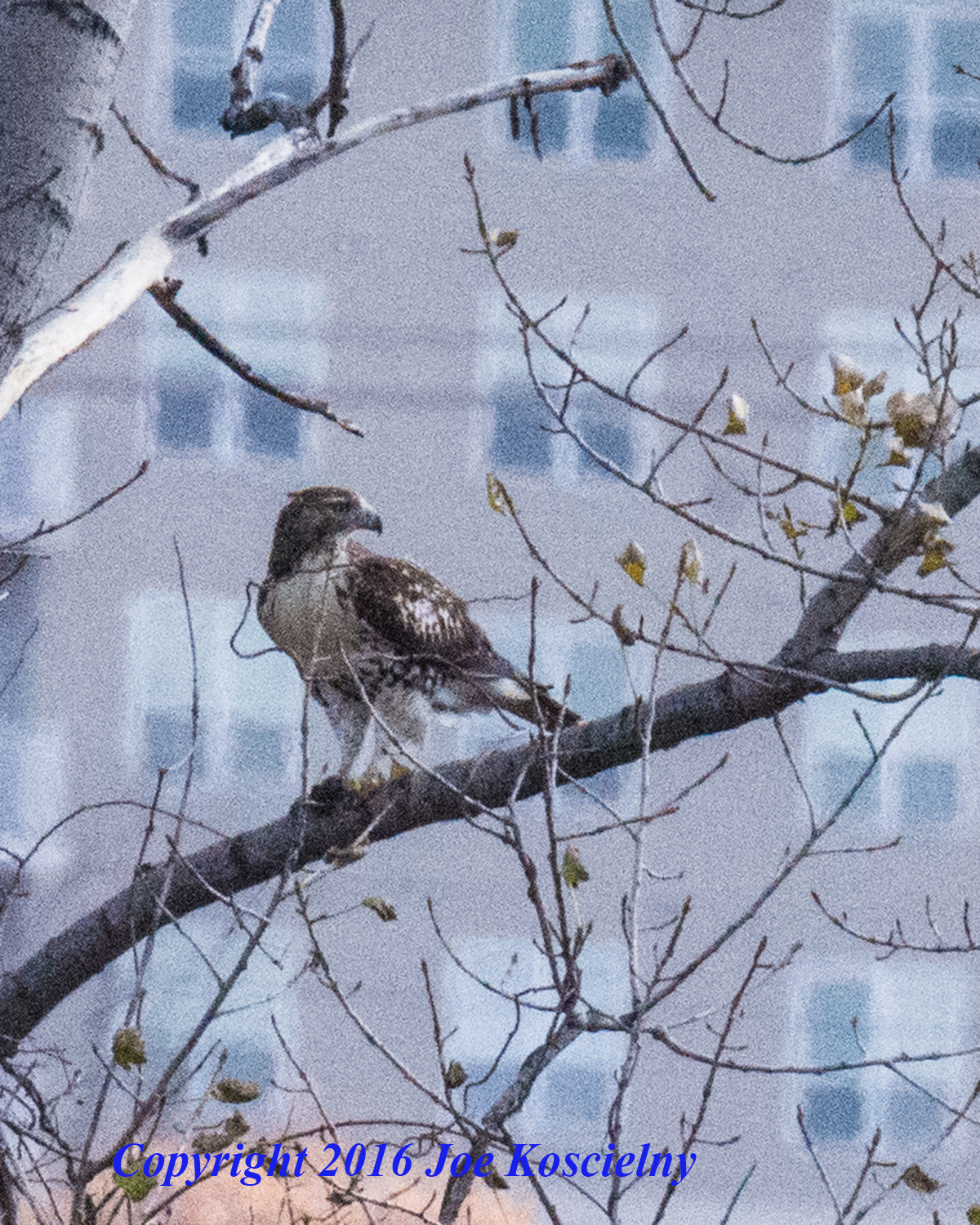 red-tailed-hawk-mcm-11-6-16