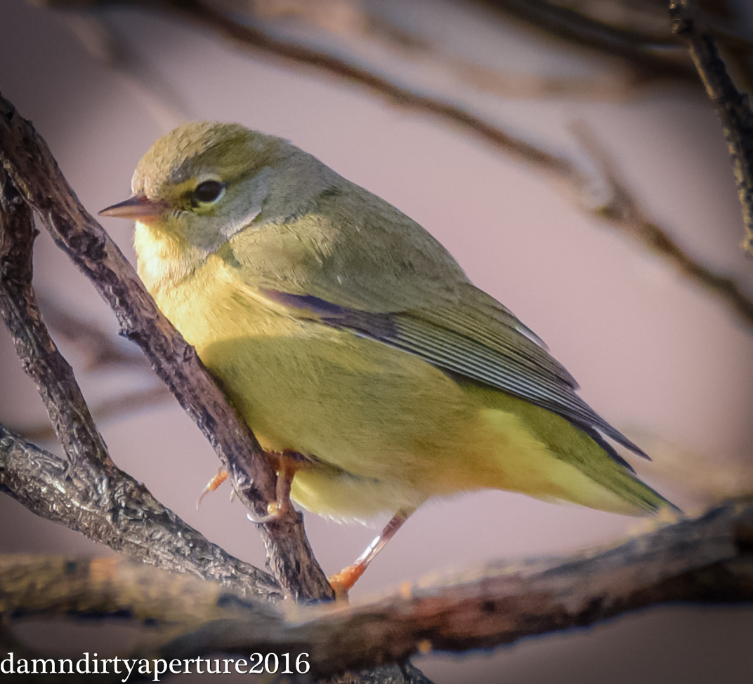 orange-crowned-warbler-ceragno-12-16