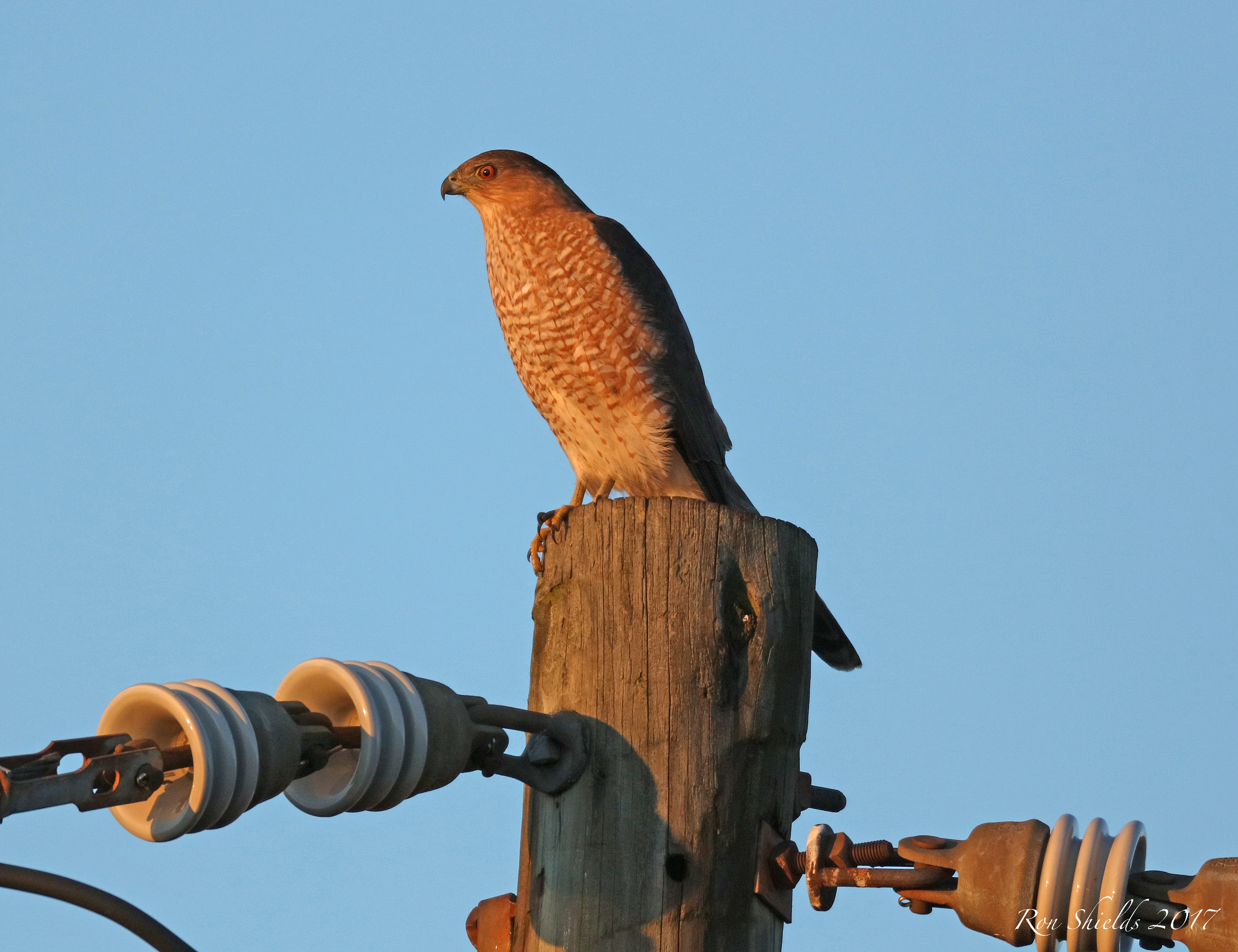 Adult Coopers Hawk on Disposal Road