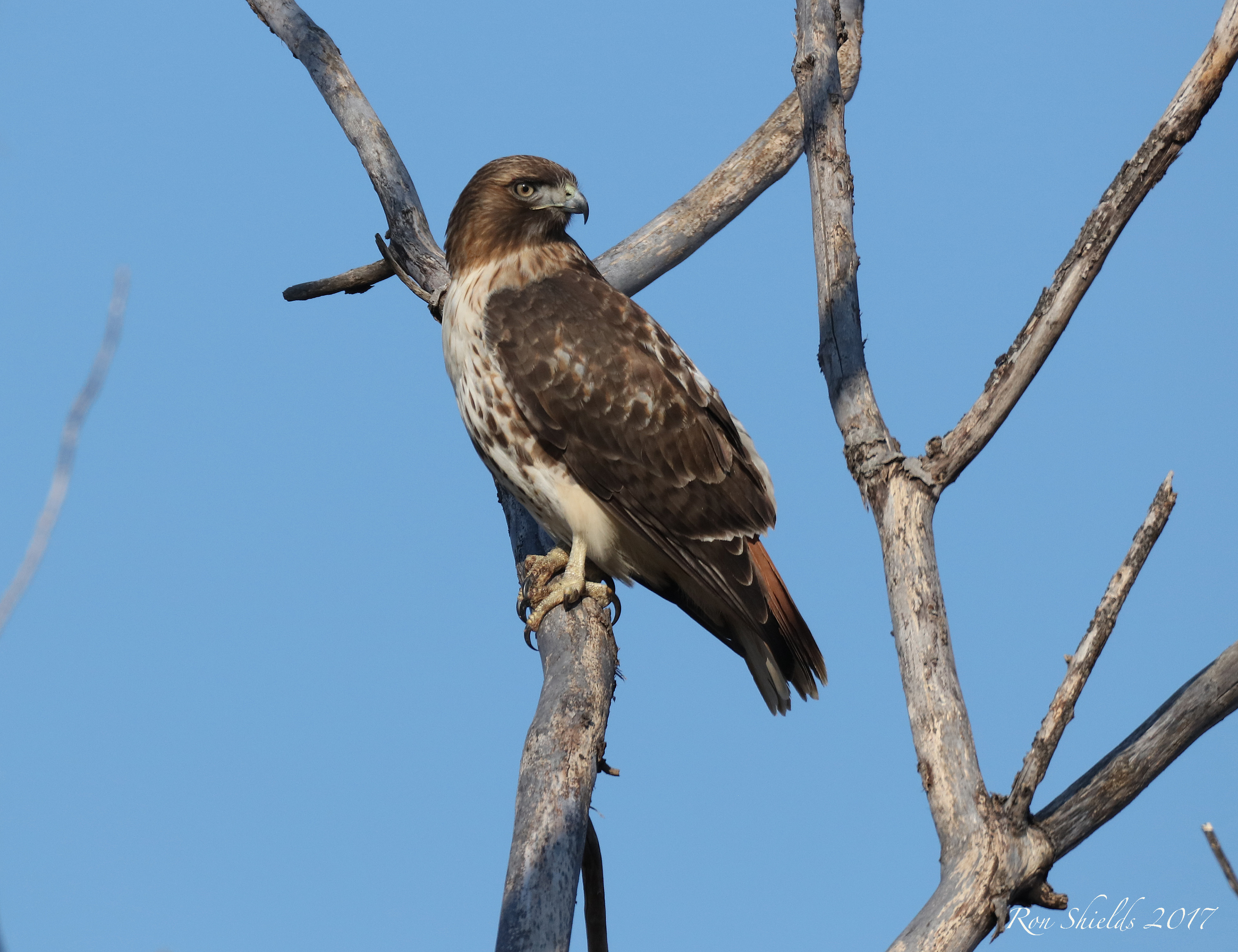 Adult Red-tailed Hawk at River Barge Park