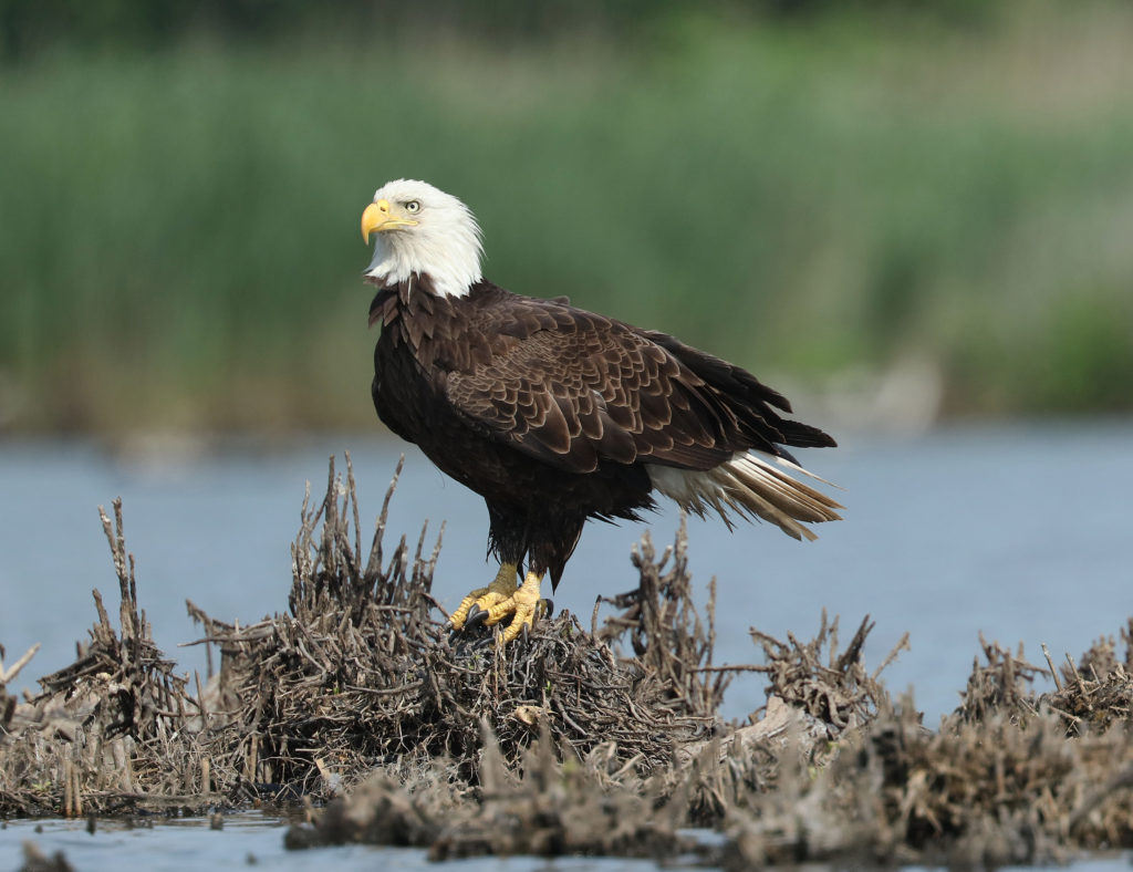 Don Torino’s Life In The Meadowlands: The Spirit Of The Eagle | The ...