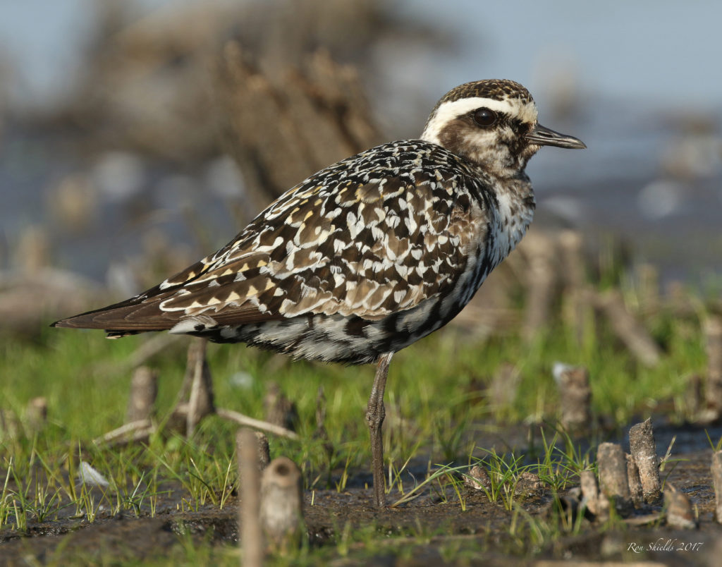 American Golden Plovers and Wilson’s Phalarope at Kearny Marsh! | The ...