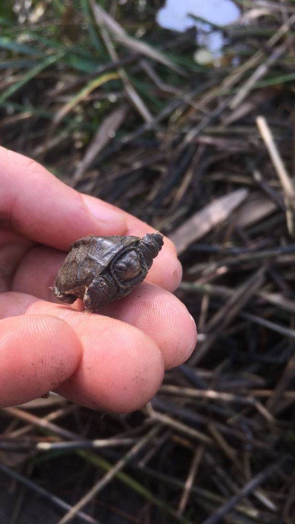 Baby Terrapin The Meadowlands Nature Blog