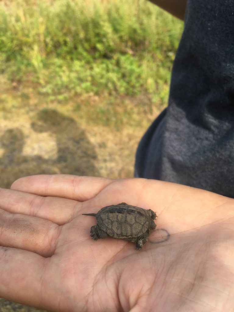 Baby Terrapin | The Meadowlands Nature Blog