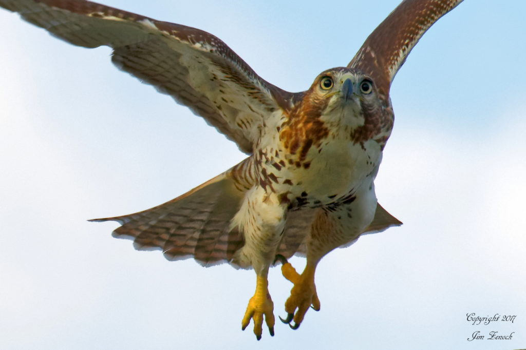 Awesome Osprey and Red-Tailed Hawk | The Meadowlands Nature Blog