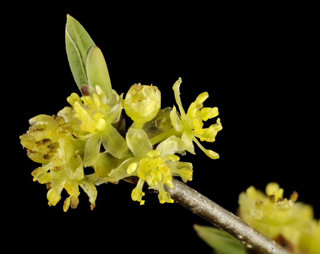 Don Torino’s Life In The Meadowlands: Spicebush – The Perfect Native ...