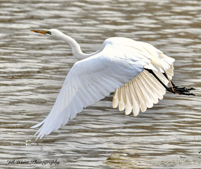 great-and-snowy-egrets-and-how-to-tell-the-difference-the