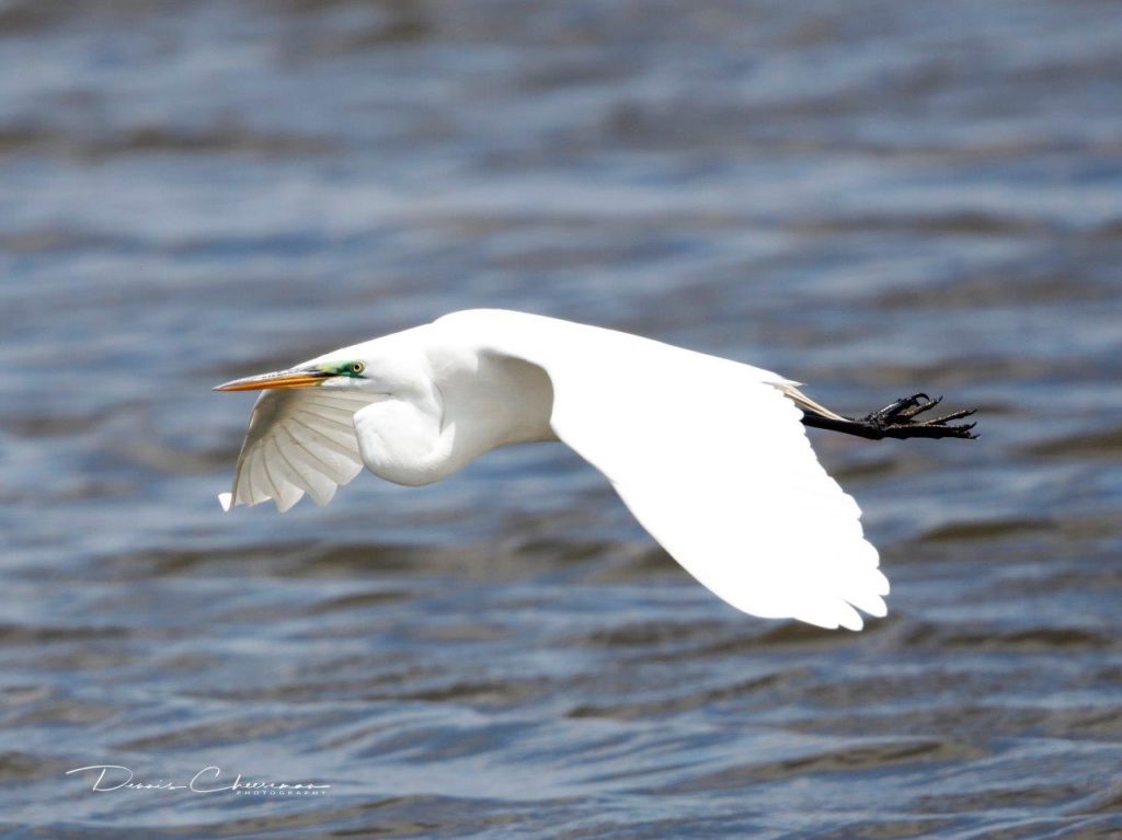 Forsters Terns Are Back The Meadowlands Nature Blog 7383