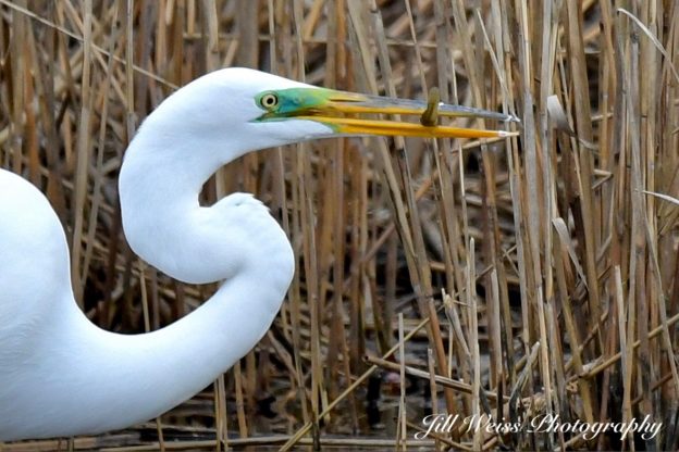 great-and-snowy-egrets-and-how-to-tell-the-difference-the