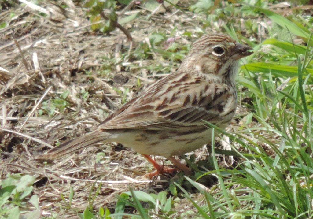 Vesper Sparrow Appearance | The Meadowlands Nature Blog