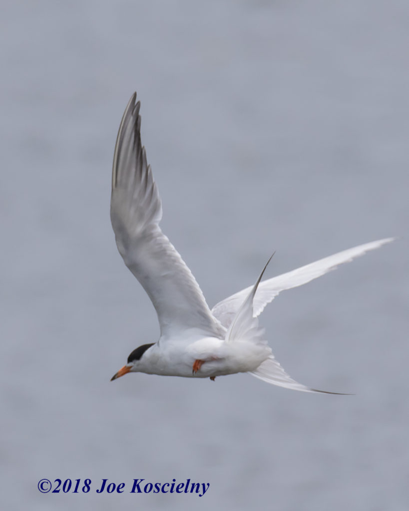 The Terns Have It The Meadowlands Nature Blog 0259