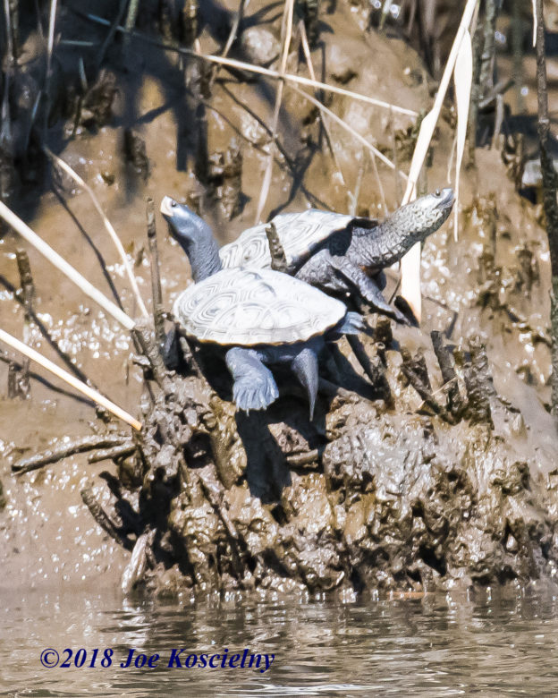 diamondback terrapins boat 8.9.18 | The Meadowlands Nature Blog