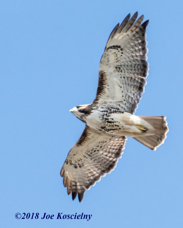 BCAS Nature Walk At DeKorte Park This Sunday (Dec. 2)! | The ...